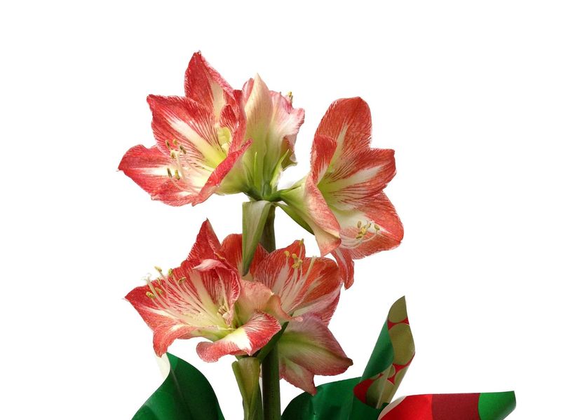 Amaryllis grown at Boekestyn Greenhouses