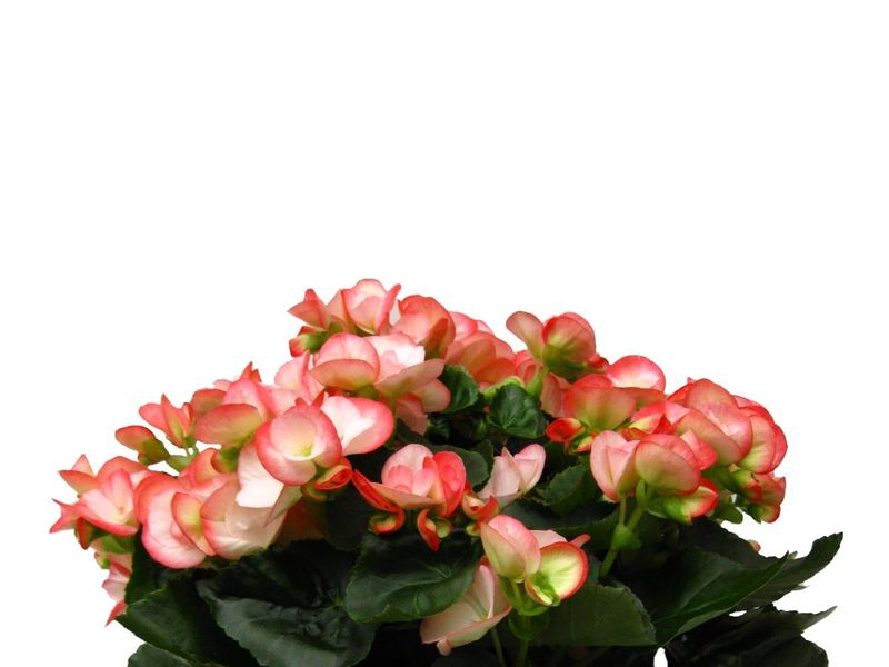 Begonia grown at Boekestyn Greenhouses