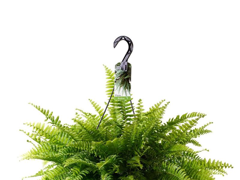 Boston Fern grown at Boekestyn Greenhouses