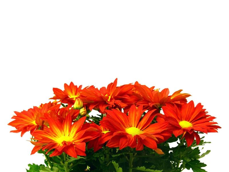 Chrysanthemum grown at Boekestyn Greenhouses