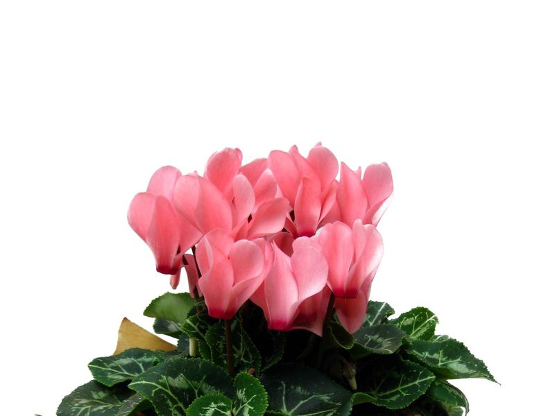 Cyclamen grown at Boekestyn Greenhouses