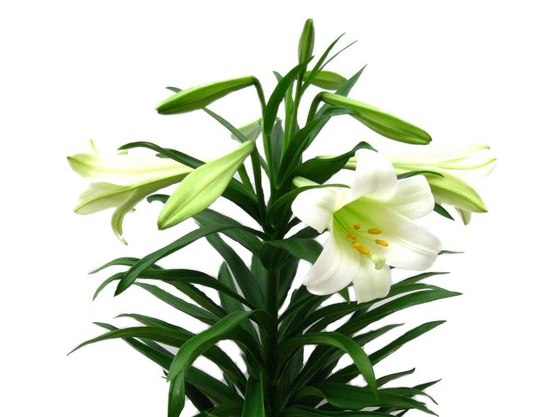 Easter Lily grown at Boekestyn Greenhouses