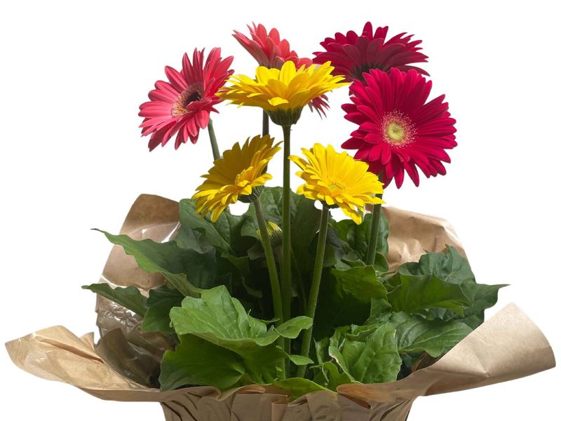 Gerbera Daisy grown at Boekestyn Greenhouses