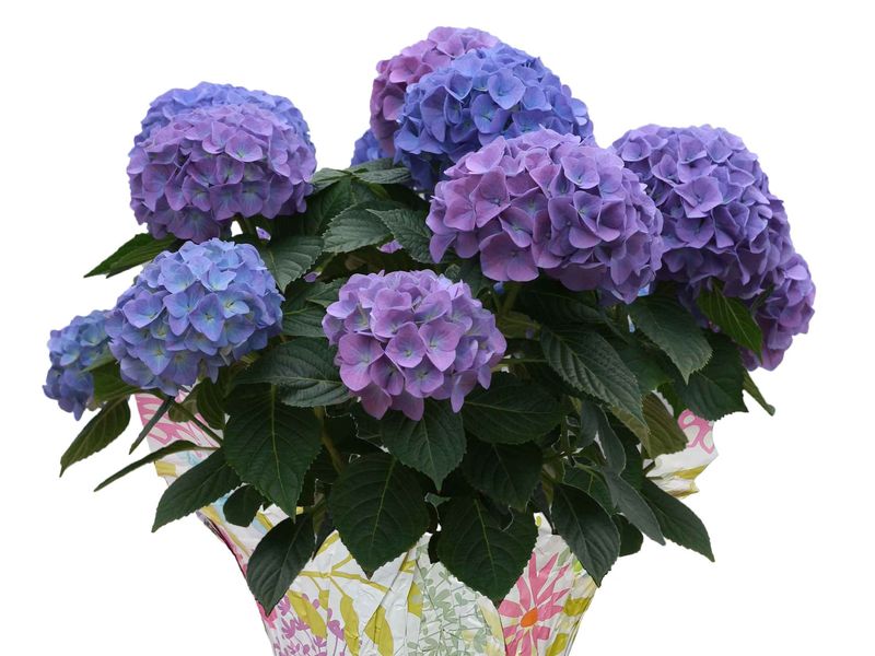 Hydrangea grown at Boekestyn Greenhouses