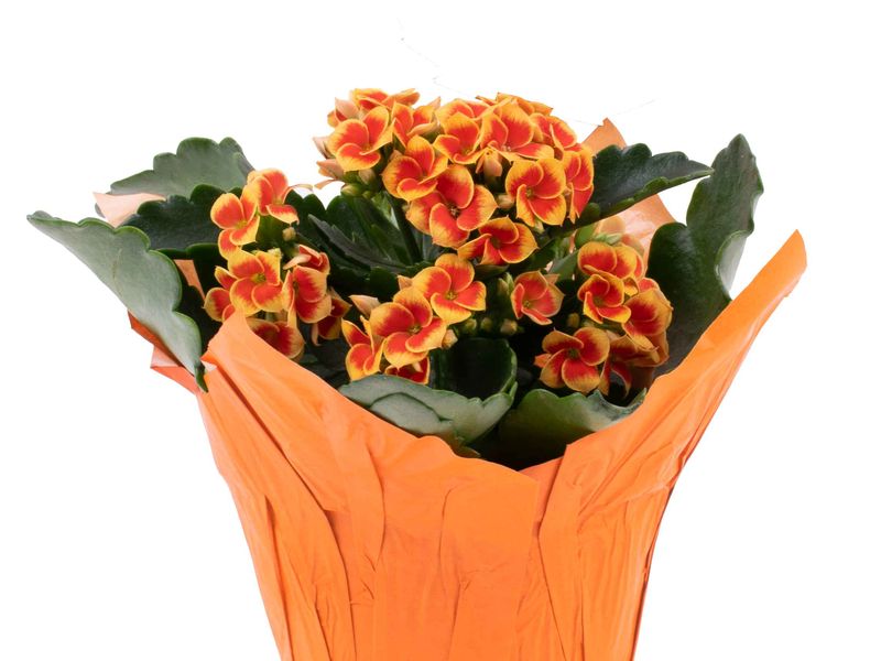 Kalanchoe grown at Boekestyn Greenhouses