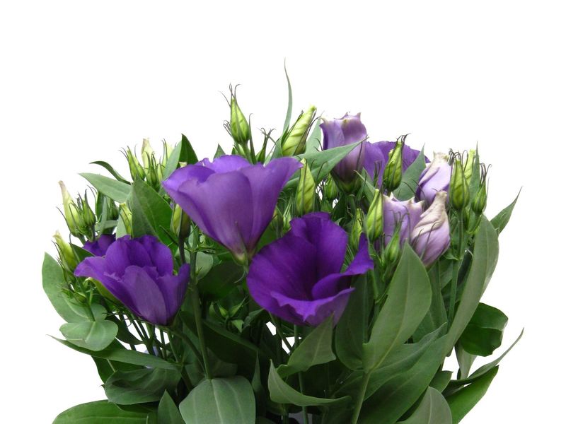 Lisianthus grown at Boekestyn Greenhouses
