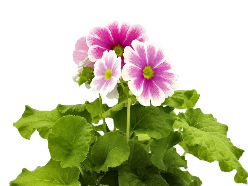 Primula grown at Boekestyn Greenhouses