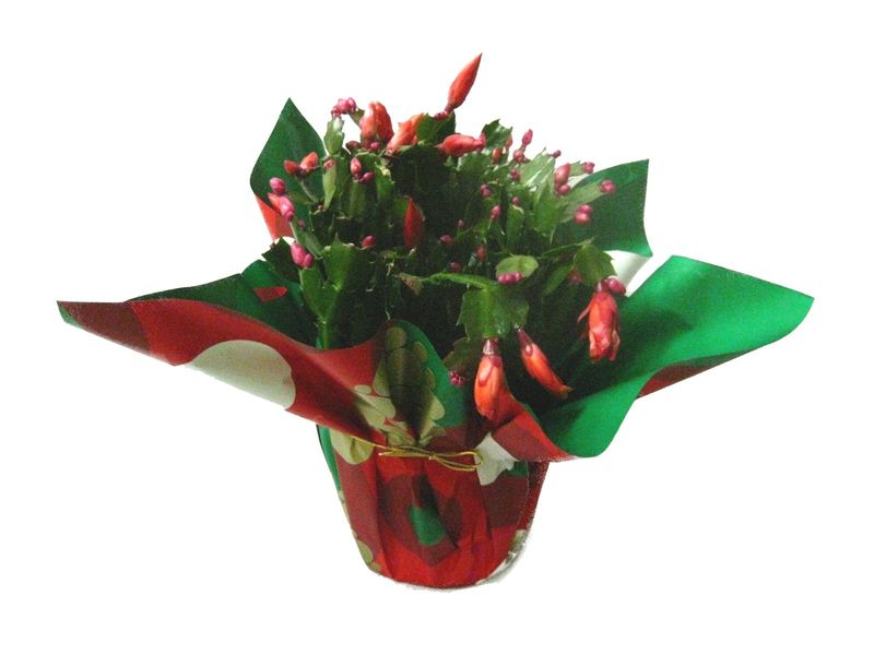 Zygocactus grown at Boekestyn Greenhouses