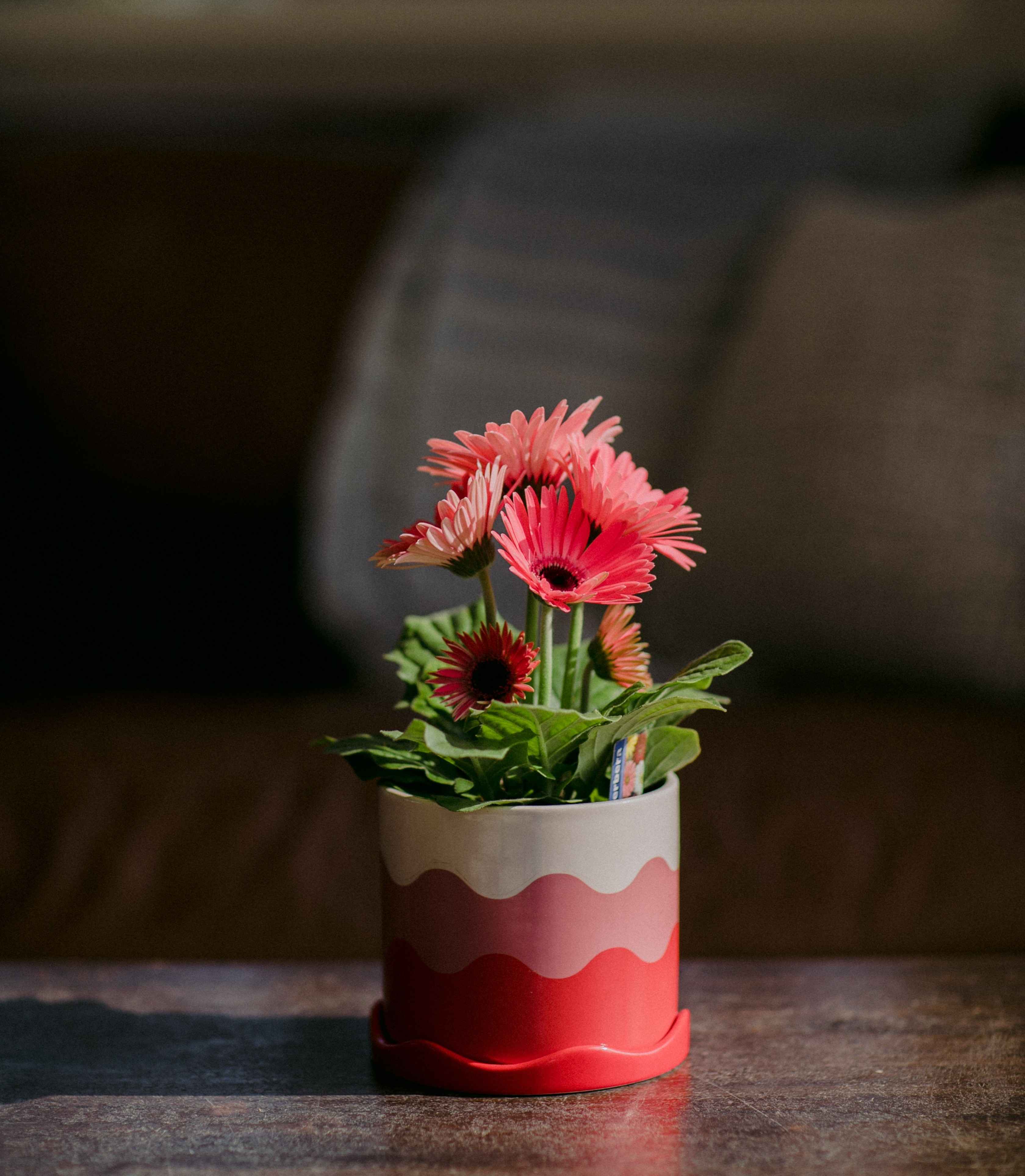 Boekestyn Greenhouses Plant 2