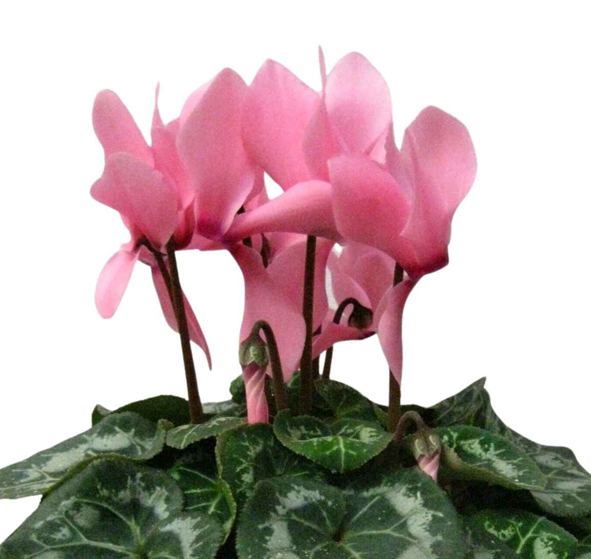 Cyclamen