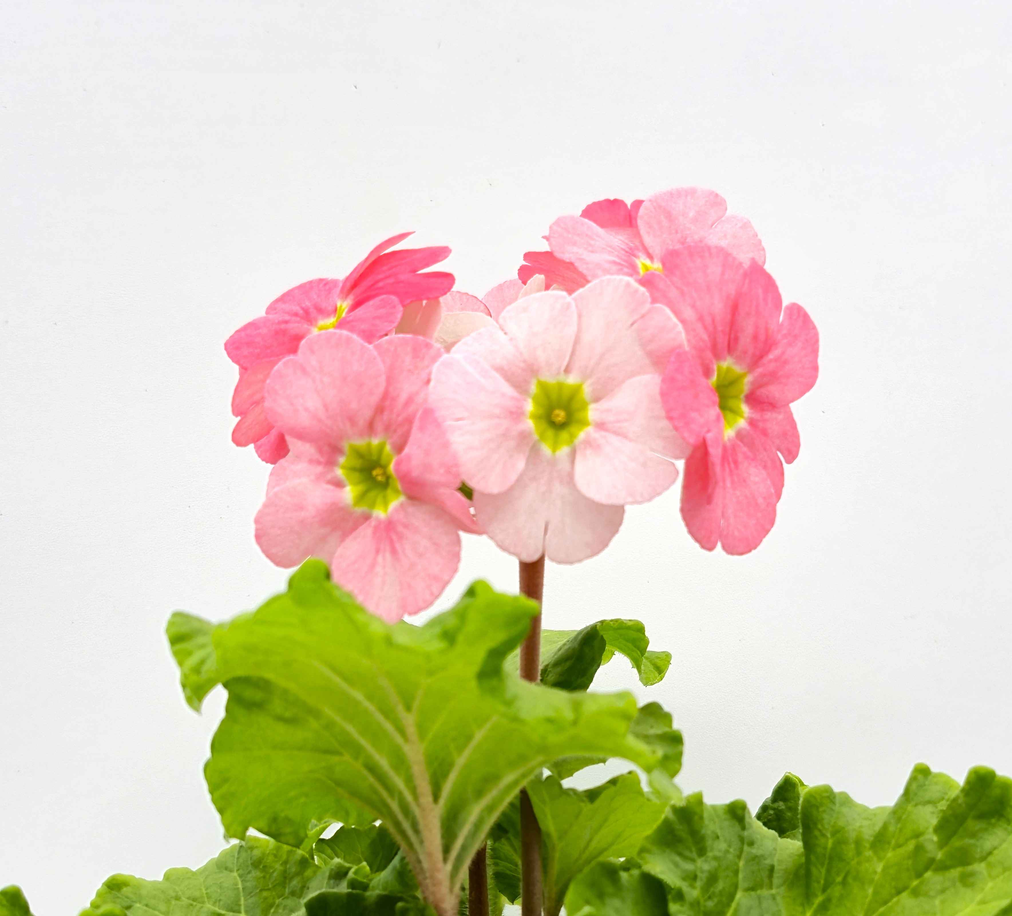 Primula