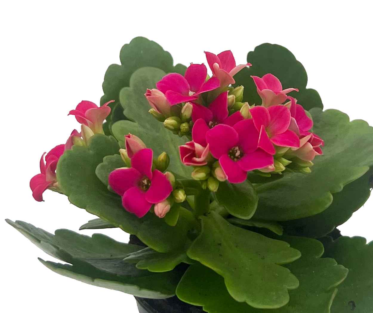 Kalanchoe