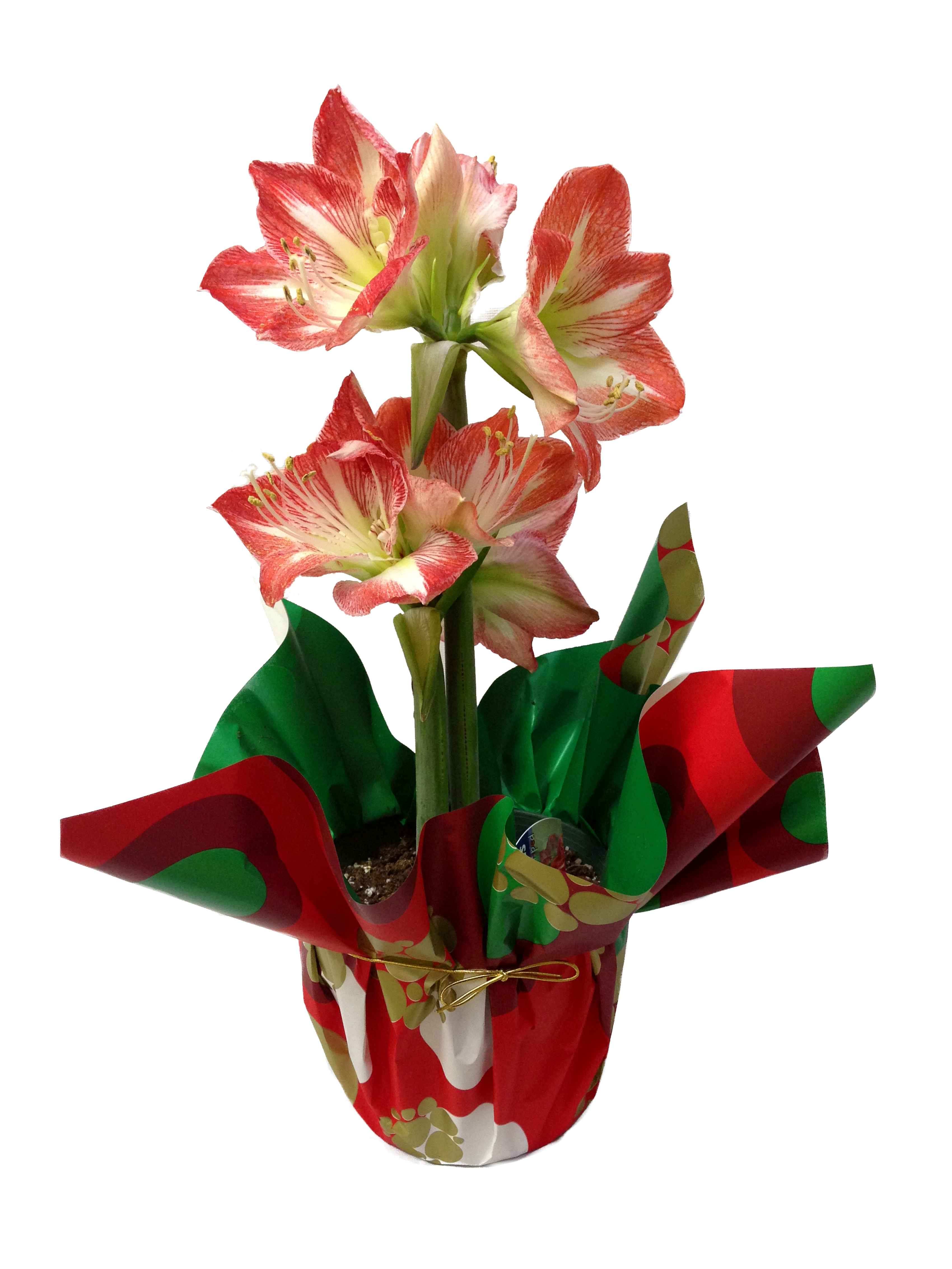 Boekestyn Greenhouses Amaryllis