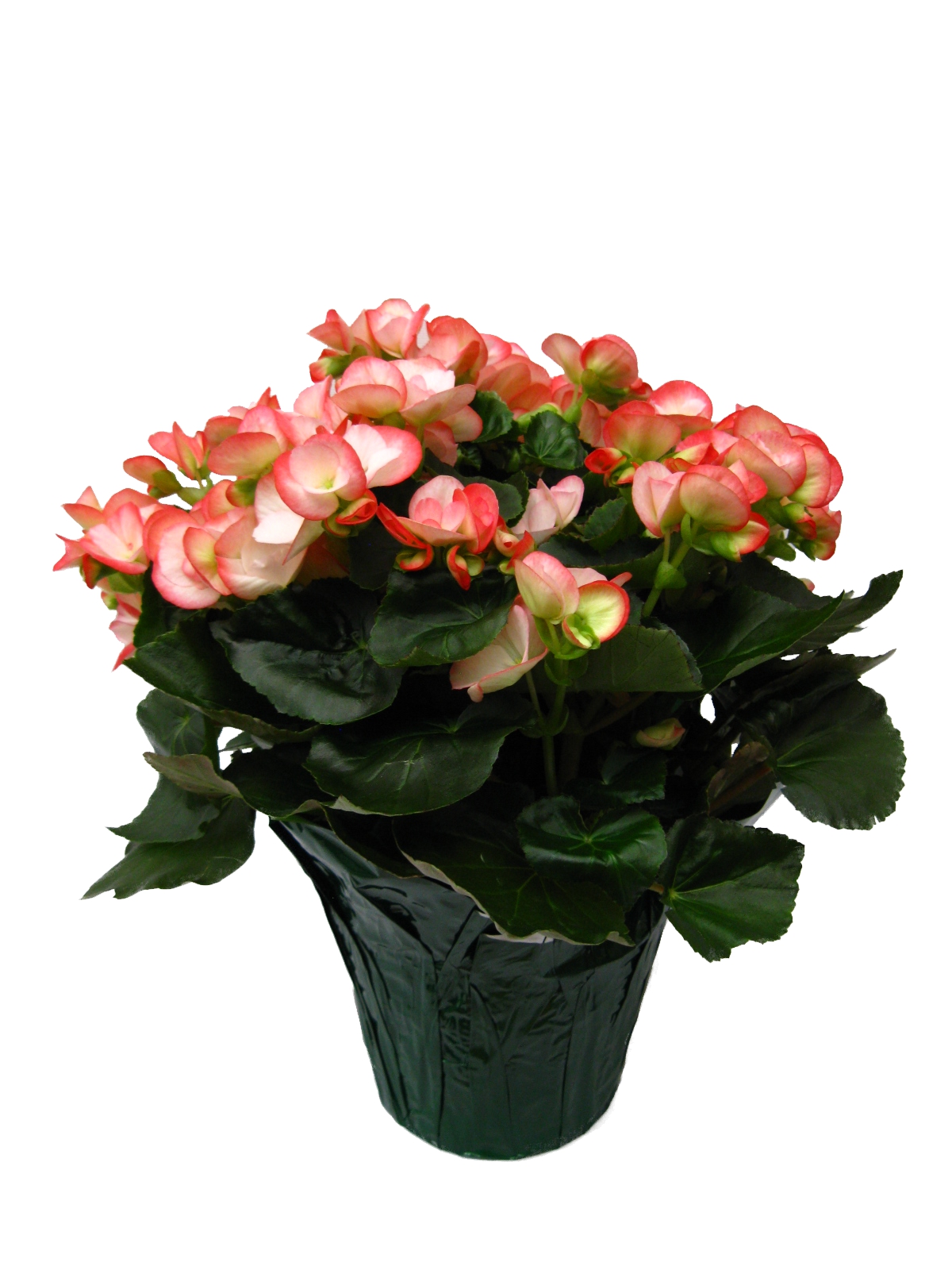 Boekestyn Greenhouses Begonia