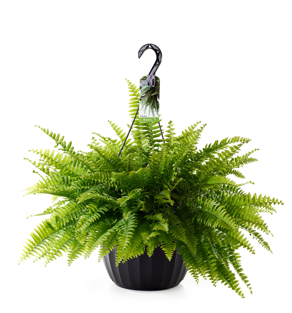 Boekestyn Greenhouses Boston Fern