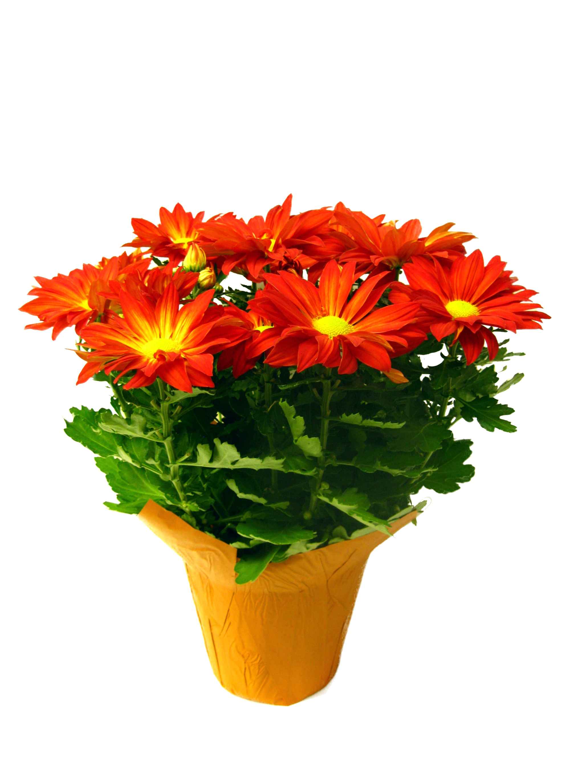 Boekestyn Greenhouses Chrysanthemum