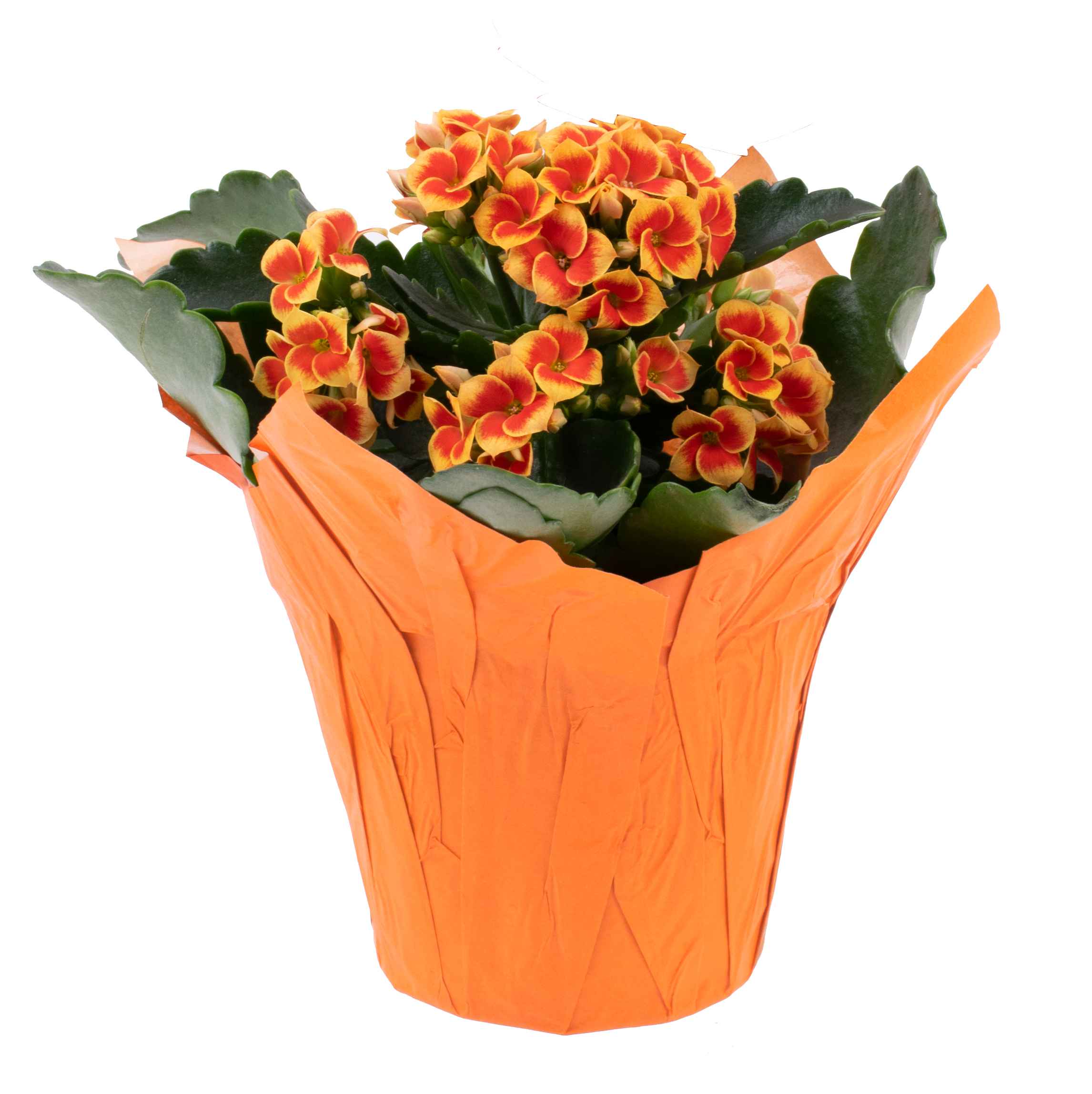 Boekestyn Greenhouses Kalanchoe