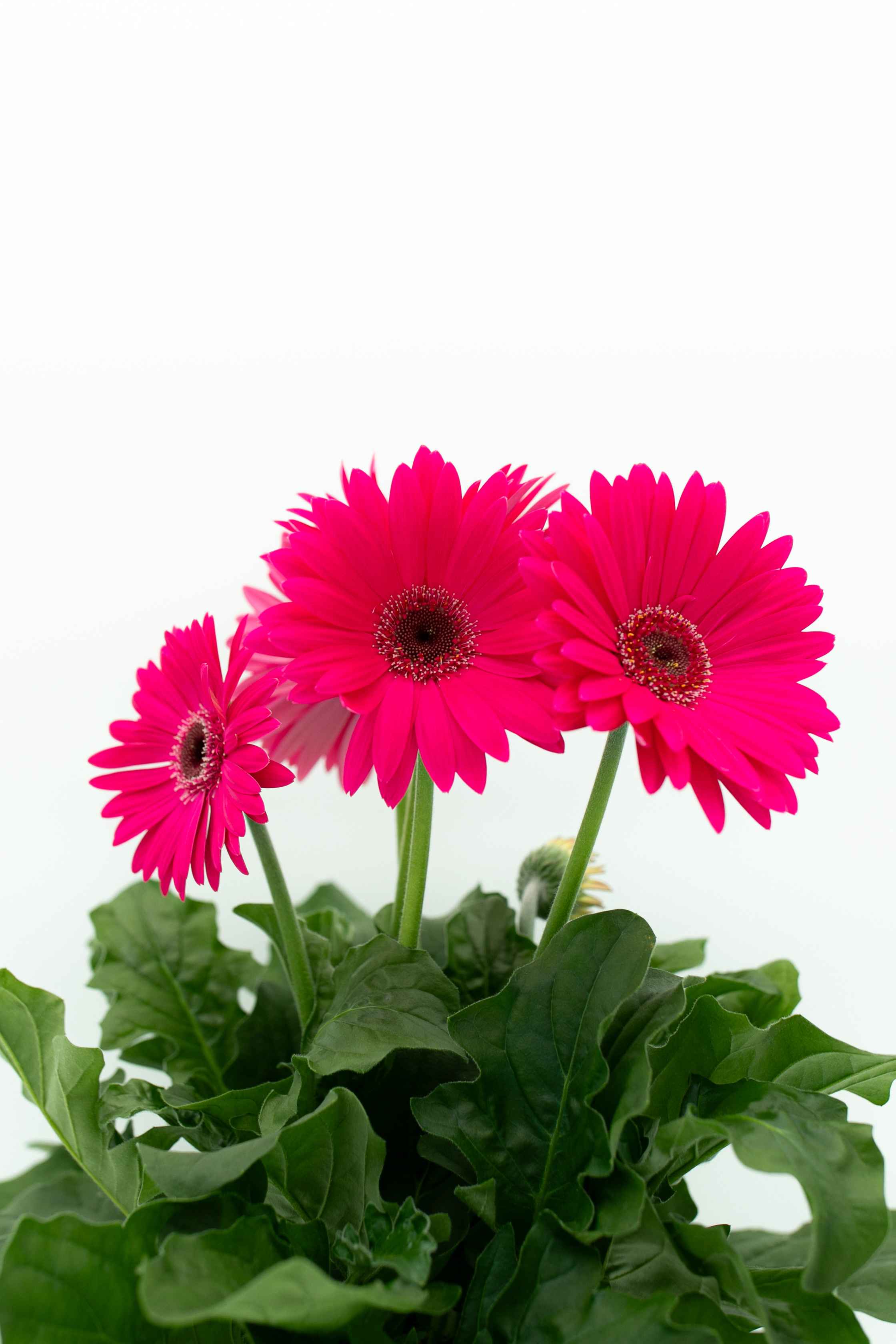 Boekestyn_Gerbera